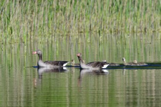 Greylag goose family in spring, Greylag goose in the morning sun in a lake