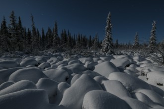 Winter landscape by moonlight, Muddus National Park, Laponia World Heritage Site, Norrbotten,