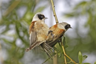 Eurasian Penduline Tit, Remiz pendulinus, Eurasian penduline tit