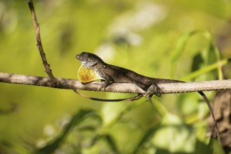 Brown anolis (Anolis petersii)