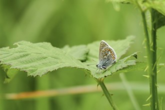 Blue-winged Blue (Polyommatus icarus)