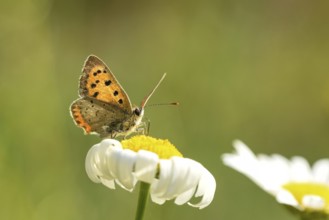 Small copper (Lycaena phlaeas) on a flower