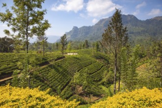 Glenloch tea plantation, Nuwara Eliya, Sri Lanka. Nuwara Eliya is the most important place for tea
