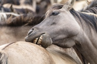 The Dülmen horses live wild near Dülmen, in the Merfelder Bruch nature reserve in North