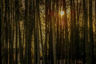 Bamboo forest of the image that was illuminated by the setting sun. Shooting Location: Tokyo