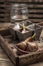 Shoots of tulips germinated in the spring tulips with agricultural accessories