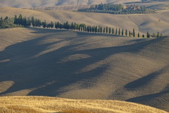Hilly landscape with a row of cypress trees and long shadows in the fields, Val d'Orcia, Province