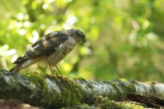 Sparrowhawk on your perch