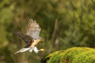 Sparrowhawk (Accipiter nisus)