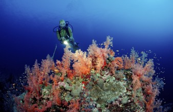 Diver and red soft corals, Acropora divaricata, Sudan, Africa, Red Sea, Africa