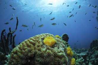 Caribbean coral reef, Caribbean, Dominica, Central America