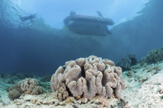 Shallow coral reef, Raja Ampat, West Papua, Indonesia, Asia