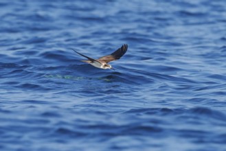 Animals, Birds, Tern, Bridled Tern, (Onychoprion anaethetus Syn: Sterna anaethetus), family of