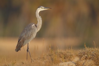 Great Egret, Heron, foraging, (Ardea cinerea) Salalah, East Khawr / Khawr Ad Dahariz, Dhofar, Oman,