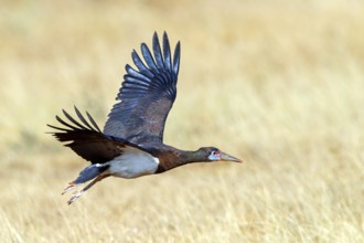 Abdim's stork, rain stork, Abdim, (Ciconia abdimii), African stork species, family of storks,