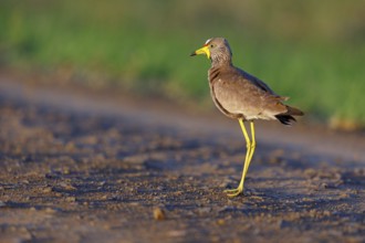 Senegal Lapwing, (Vanellus senegallus), Africa, South Africa, KwaZulu-Natal, Triele family,