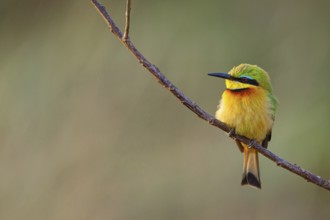 Pygmy Bee-eater, (Merops pusillus), on perch, Africa, South Africa, KwaZulu-Natal, Bee-eater