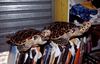 Sea turtles as souvenirs, Eretmochelys imbricata, Punta Cana, Caribbean, Dominican Republic,