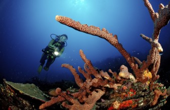 Diver and tube sponge, Aplysinia lacunosa, Catalina, Caribbean Sea, Dominican Republic, Central