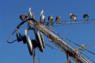 Pelican, Pelicans on fishing boat, Pelecanus occidentalis, Costa Rica, South America, Pacific
