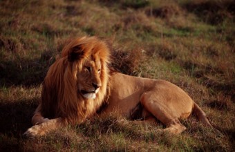 Male lion, lion, Panthera leo, South Africa, Schotia Game Park, Africa