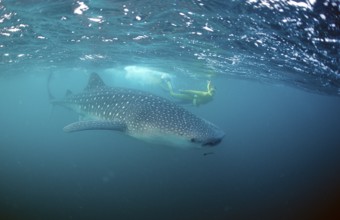 Whale shark and snorkeller, Rhincodon thypus, Thailand, Asia, Indian Ocean, Asia