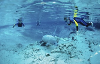 Round-tailed manatee and snorkeller, Trichechus manatus latirostris, USA, Florida, FL, Crystal
