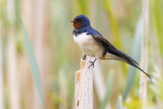 Barn Swallow, (Hirundo rustica), animals, birds, swallows, perch, Race area - Ponds, Race,