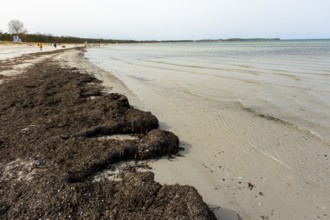 Sandy beach beach at the Baltic Sea, rising water after low tide, Baltic seaside resort