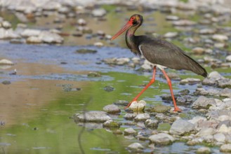 Black stork, (Ciconia nigra), animals, birds, storks, biotope, habitat, foraging, Lesbos, Lesbos