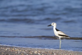 Heroncatcher, (Dromas ardeola), animals, birds, biotope, habitat, foraging, waters, As Sawadi, Al