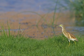 Squacco heron, heron, animals, birds, biotope, foraging, (Ardeola ralloides), Lesbos, Salalah,