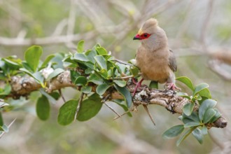 Red-tailed Mousebird, (Urocolius indicus), on perch, Africa, South Africa, KwaZulu-Natal, Mkuze