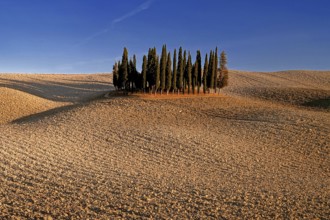 Landscape, cypresses, group of trees near Montalcino, blue sky, Tuscany, Italy, Toskana, Italy,