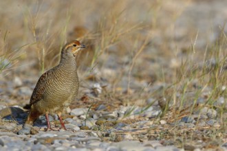 Quail francolin, (Francolinus pondicerianus), chicken bird species, francolin family, animals,
