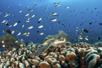 Green turtle, Chelonia mydas, Raja Ampat, West Papua, Indonesia, Asia