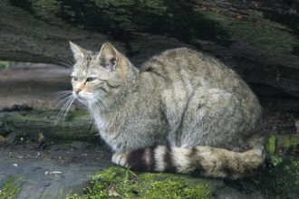 European wildcat (Felis sylvestris), Weilburg Zoo Federal Republic of Germany
