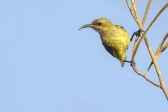 Green-breasted Sunbird, Green-throated Sunbird, Hedydipna platura, Anthodiaeta platura, (Anthreptes