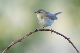Willow Warbler, Willow Warbler, Phylloscopus trochilus, Pouillot fitis, Mosquitero Musical,