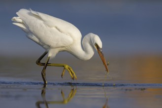 Western Reef Heron, Western Reef-Heron, Western Reef-Egret, (Egretta gularis), Garceta Dimorfa,