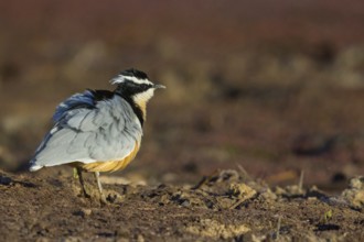 Crocodile-bird, (Pluvianus aegytpticus), Crocodile-bird, Egyptian Plover, Pluvian fluviatile,