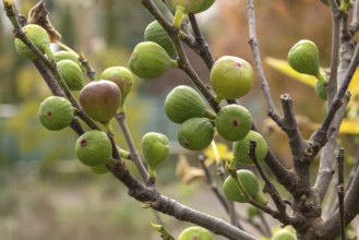 True fig (Ficus carica 'Brown Turkey'), Cambridge Botanical Garden, Czech Republic, Europe