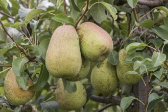 Pear (Pyrus communis 'Doppelte Phillipsbirne'), Bundessortenamt Prüfstelle Wurz, Germany, Europe