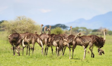 A group of Ostrich, Africa, Tanzania, (Struthio camelus), Animal, Animals, Bird, Birds, Tanzania,