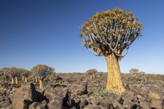 Quiver tree, Aloe dichotoma, succulent, tree, Namibia, Africa