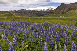Lupins by the roadside, Ring Road, Iceland, Europe