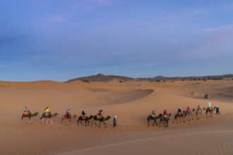 Merzouga, Morocco, 9 March, 2024: Berber guide leading a tourist group on a dromedary trek into the