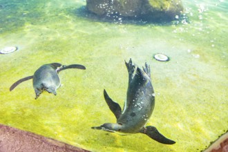 Humboldt Penguins, Dresden, Saxony, Germany, Europe