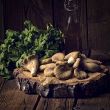 Pleurotus