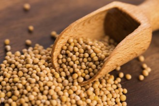 Spicy mustard seeds in a wooden background